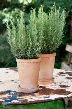 Bergs Potter Helena Ruukku Korkea Ø 14 Cm -Muuto kauppa 46766 01 2 EnvironmentImage c3843da6a5